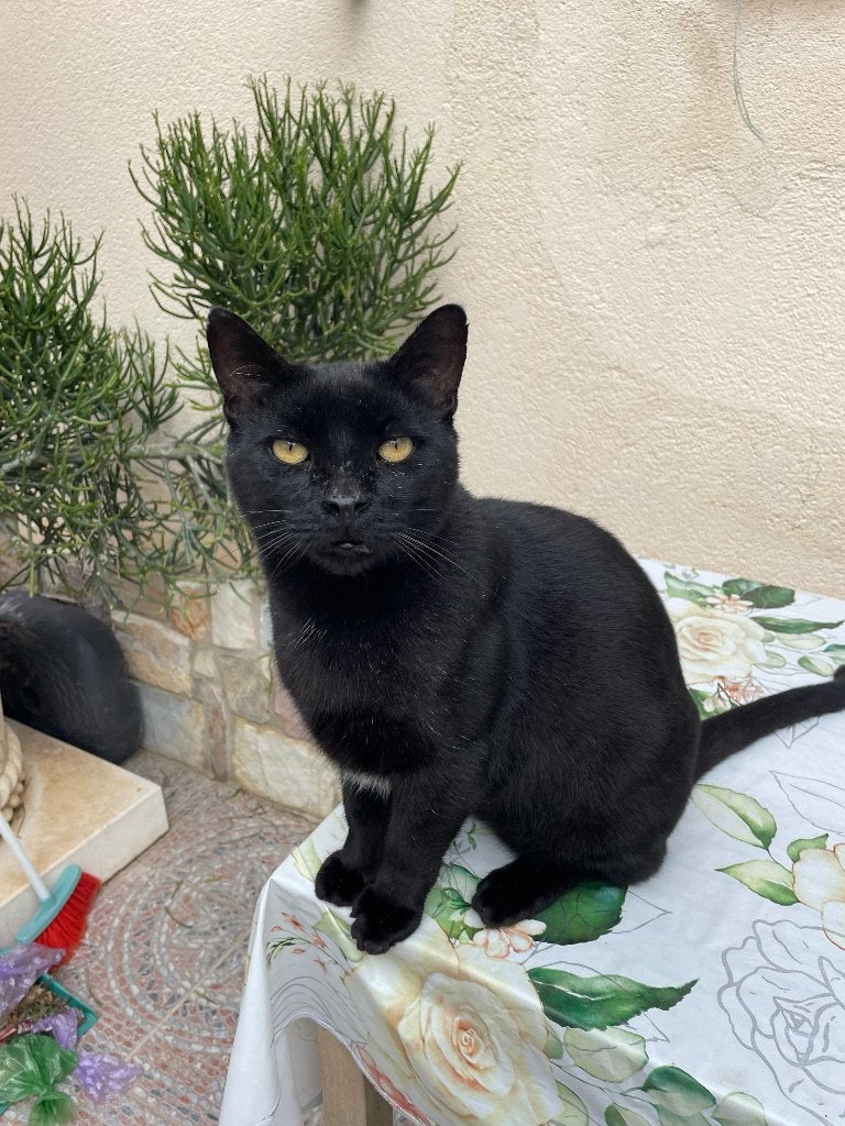 Je recherche un chaton complètement noir