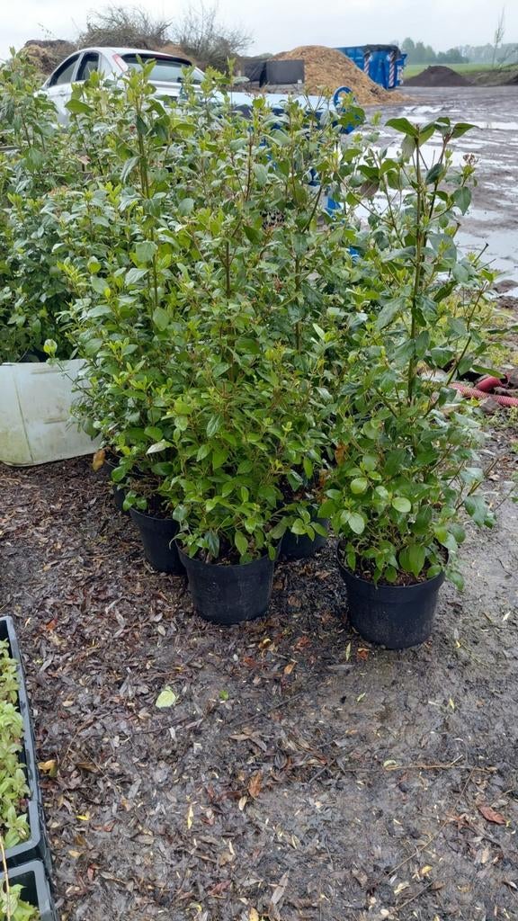 Boule de neige - Viburnum Tinus 80cm en pot. 25 pièces, Jardin & Terrasse, Plantes | Arbustes & Haies, Enlèvement ou Envoi, Autres espèces