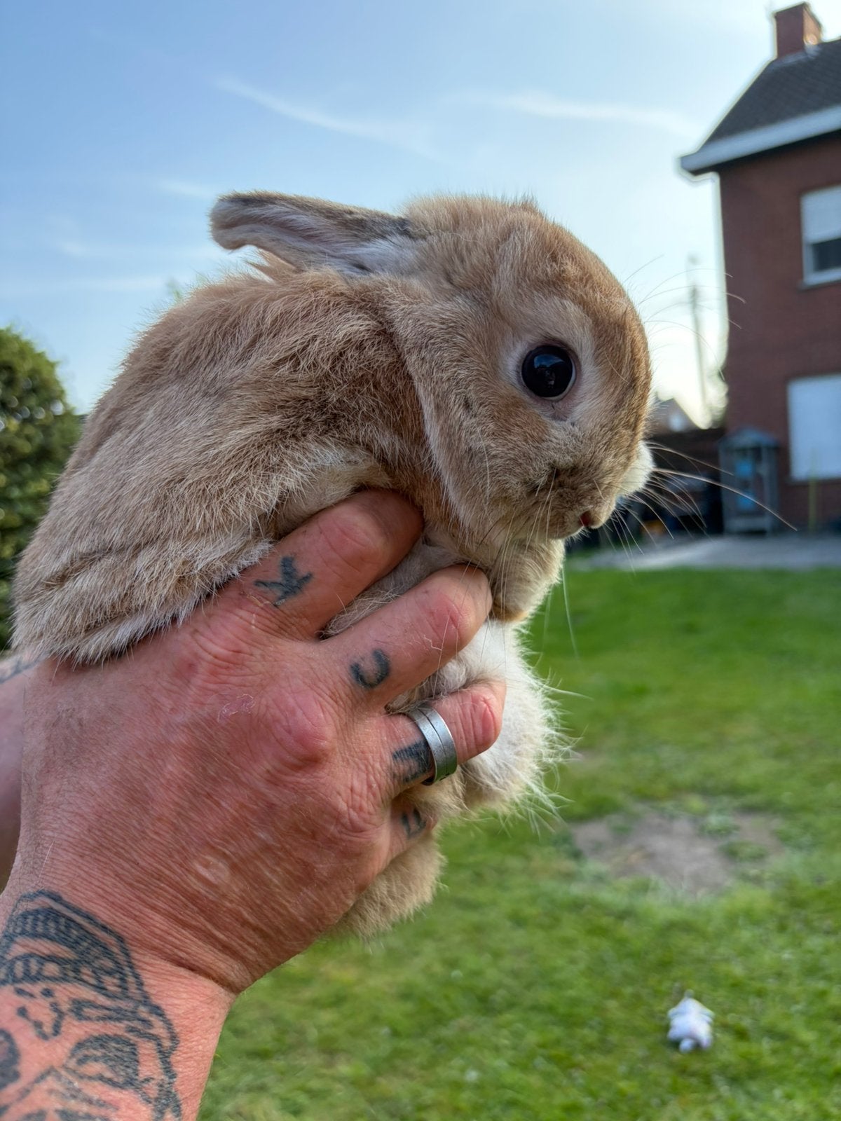 Mannelijke dwergkonijn, Dieren en Toebehoren
