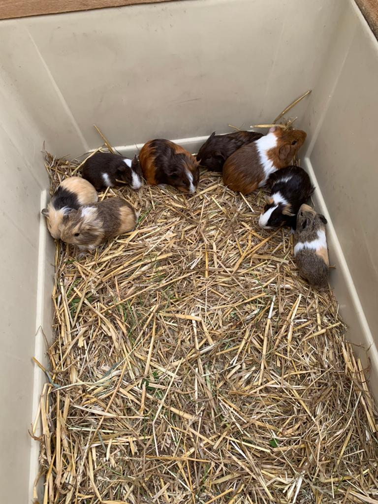 Cavia’s, Maart, Cavia