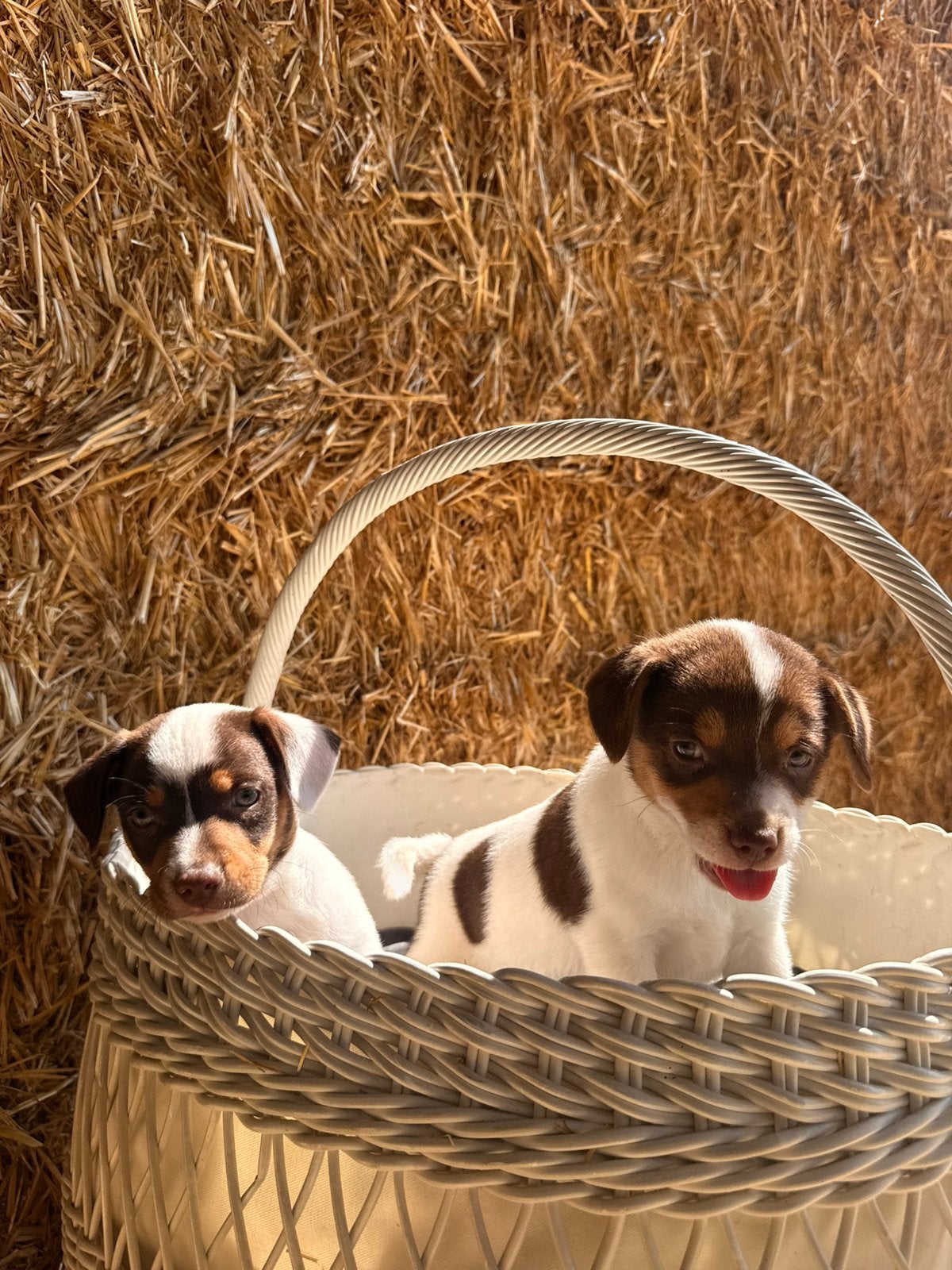 boerenfoxen pups, België, Parvo, Overige rassen, 8 tot 15 weken