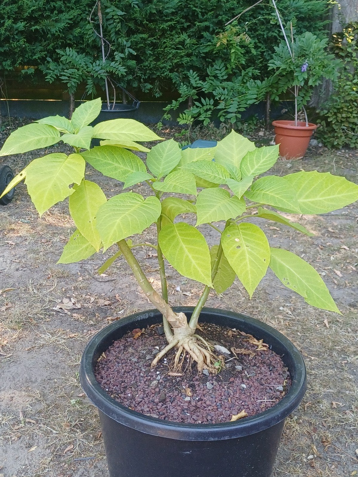 1 unieke brugmansia met grillige bonsai look mooie  witte bl, Tuin en Terras, Ophalen