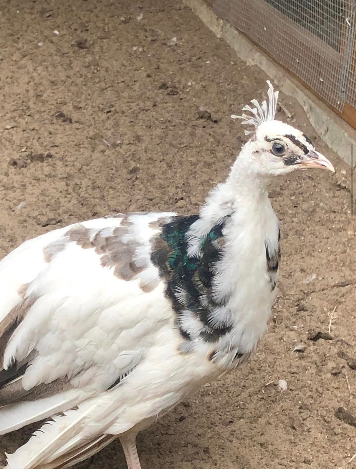 Bonte pauwen 2022 - 2025, Dieren en Toebehoren, Pluimvee