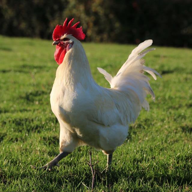 poules de bresse, Dieren en Toebehoren, Pluimvee, Meerdere dieren, Kip