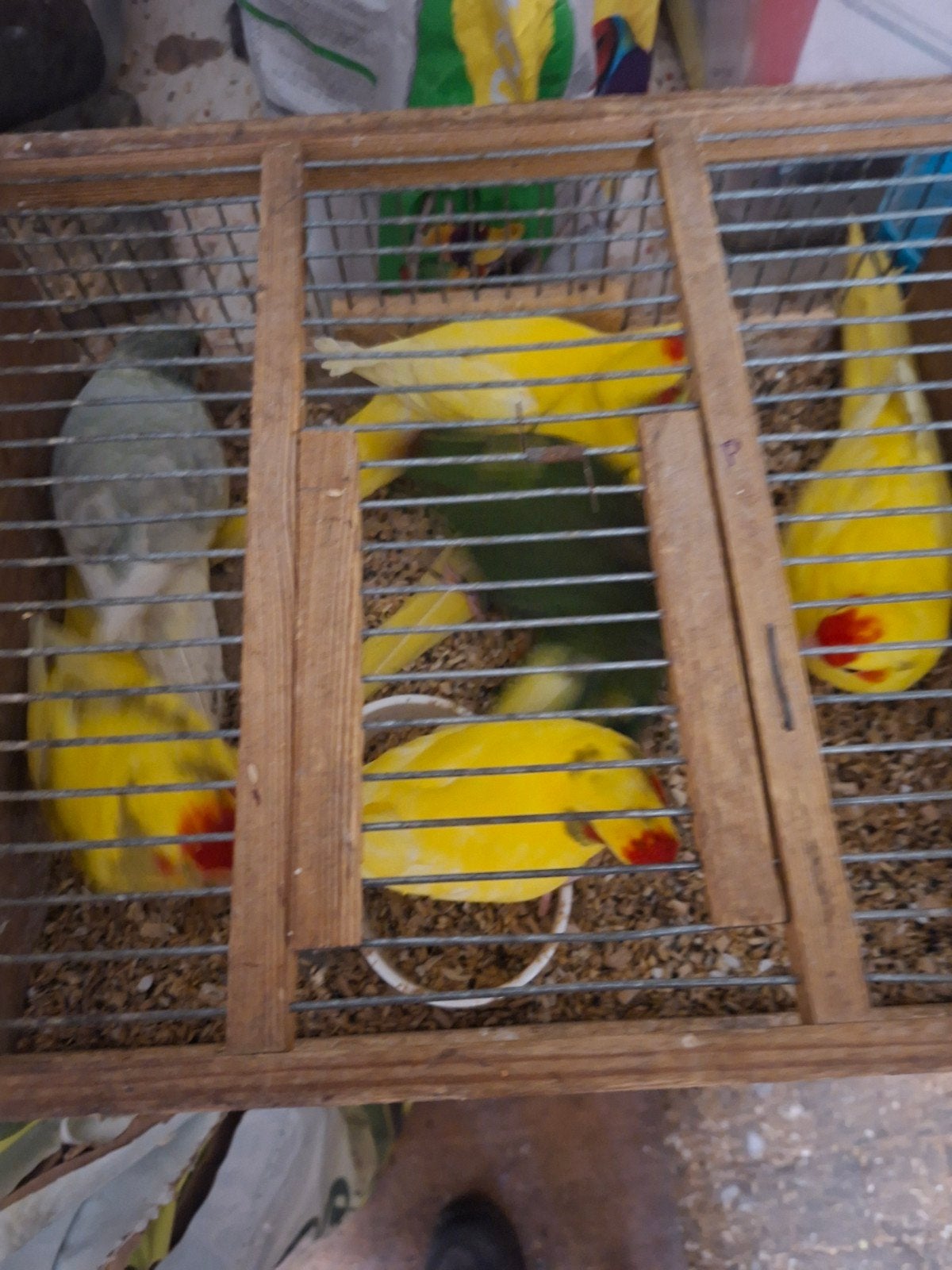 Kakerikies jonge   25 euro stuk  45 euro koppel