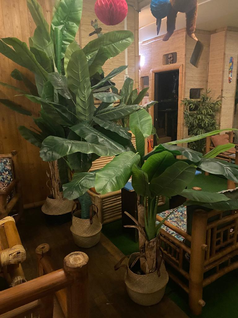 +of - 60 kunstplanten (uit de Charleroi-tamtam), Ophalen, Binnen