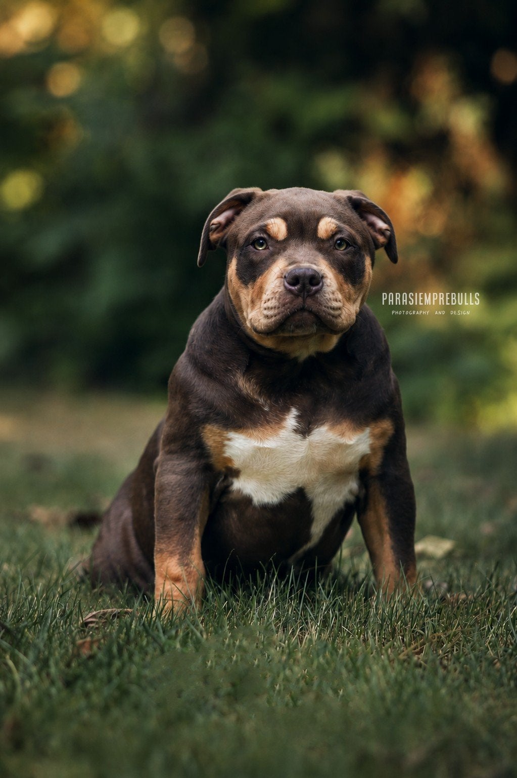 3 prachtige American Bully XL teefjes beschikbaar, Dieren en Toebehoren, België, Fokker | Hobbymatig, 15 weken tot 1 jaar, Overige rassen