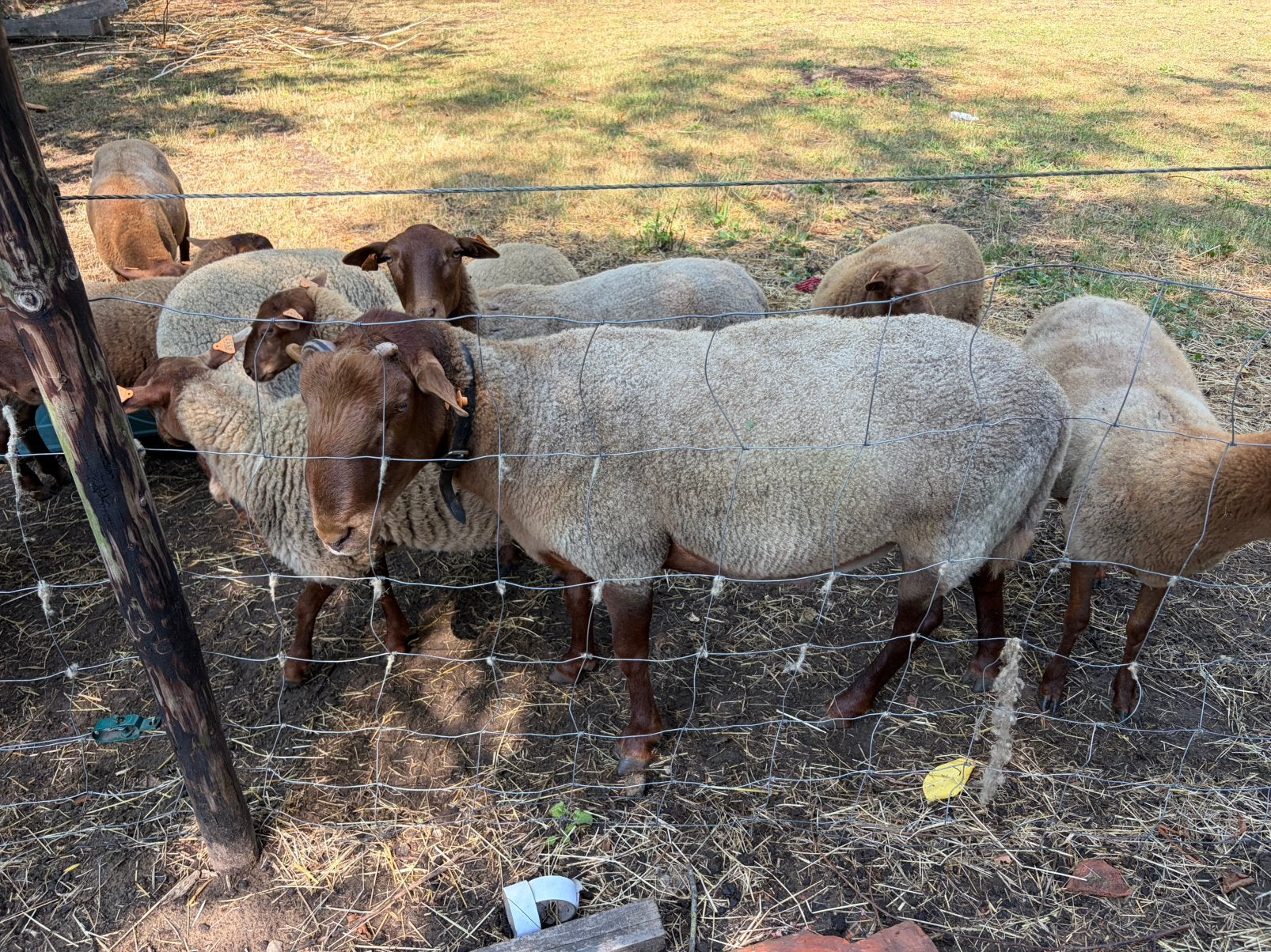 Ardense voskop dekram, Mannelijk, 0 tot 2 jaar