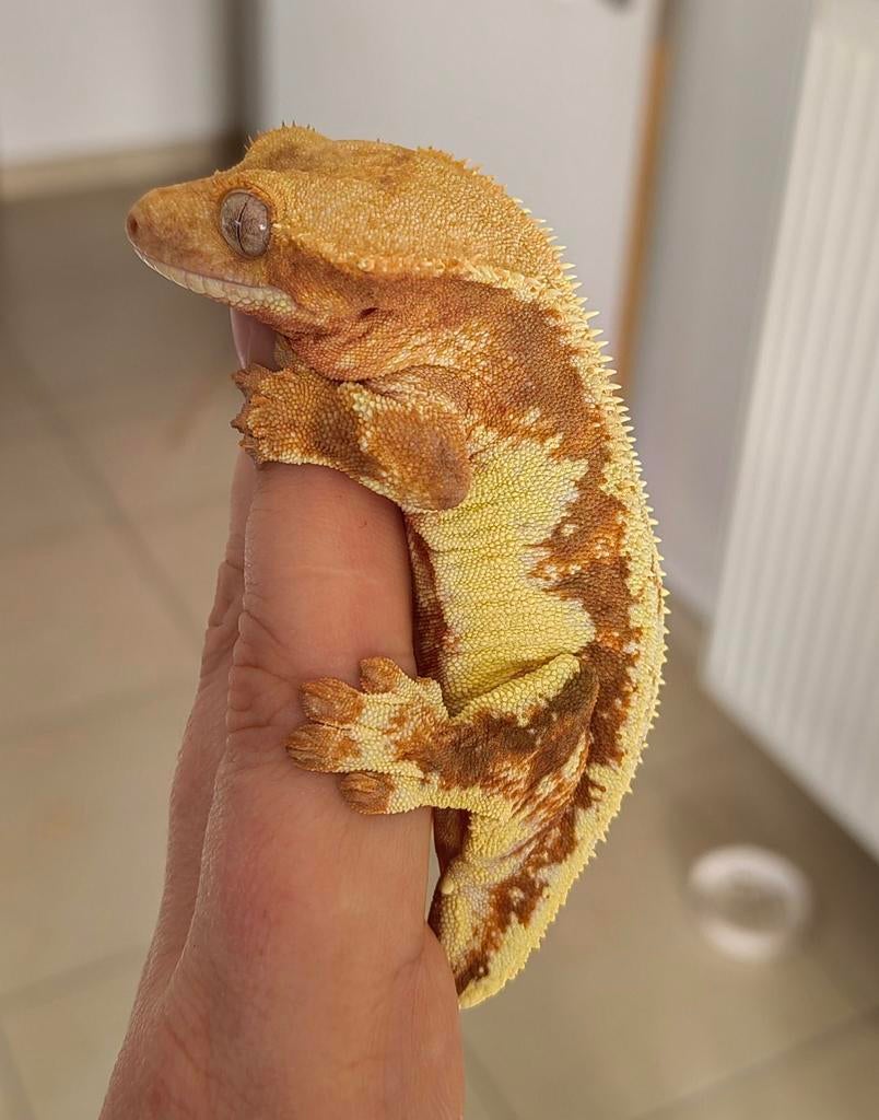 Wimpergekko vrouw LW-red 2,5 jaar oud, Dieren en Toebehoren