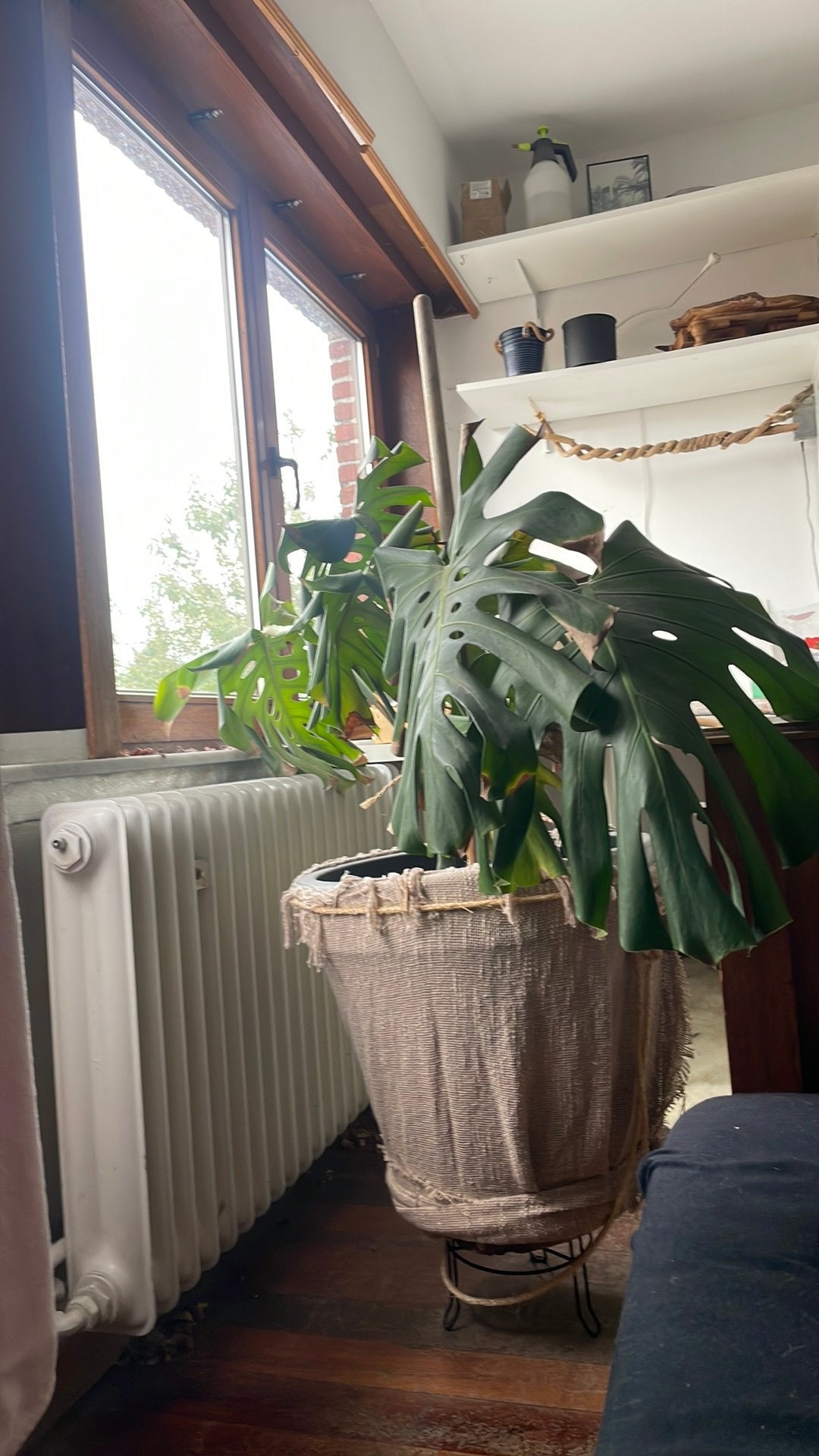 Monstera + pot, Huis en Inrichting, Kamerplanten, Ophalen