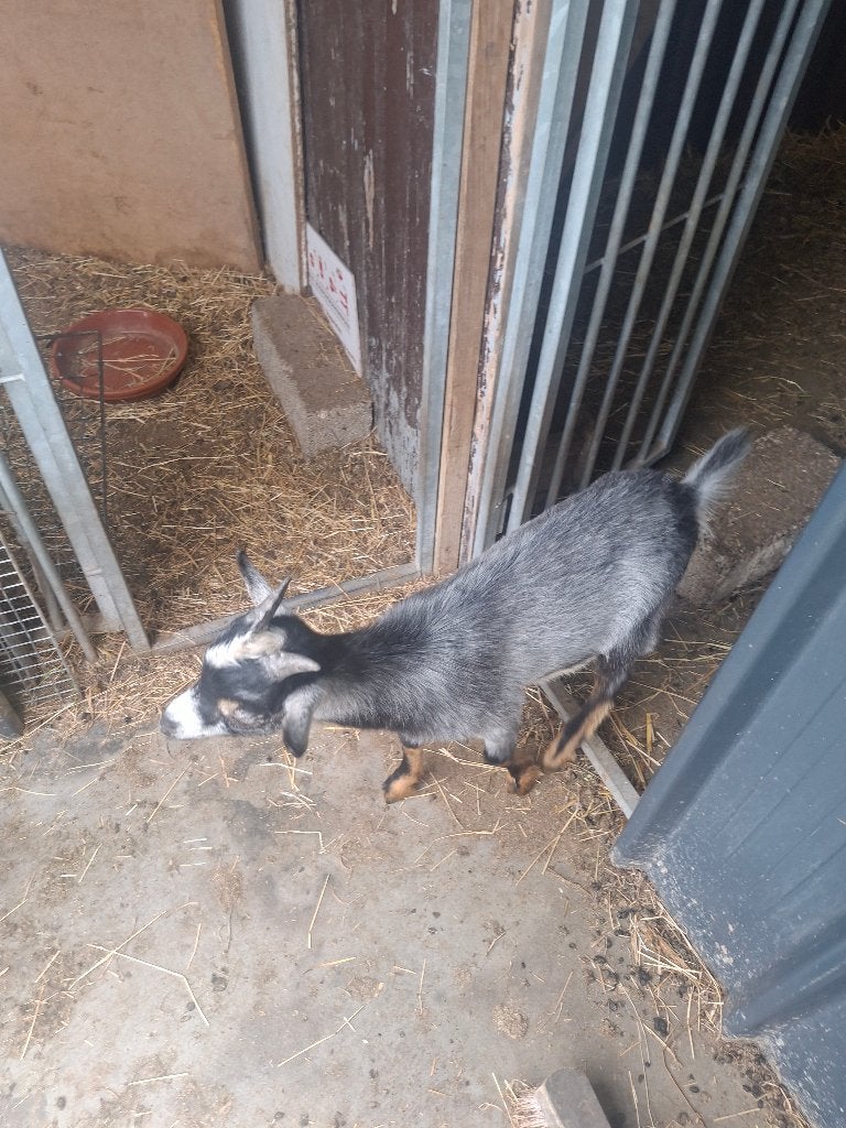 Geiten, Mâle, Chèvre, 0 à 2 ans