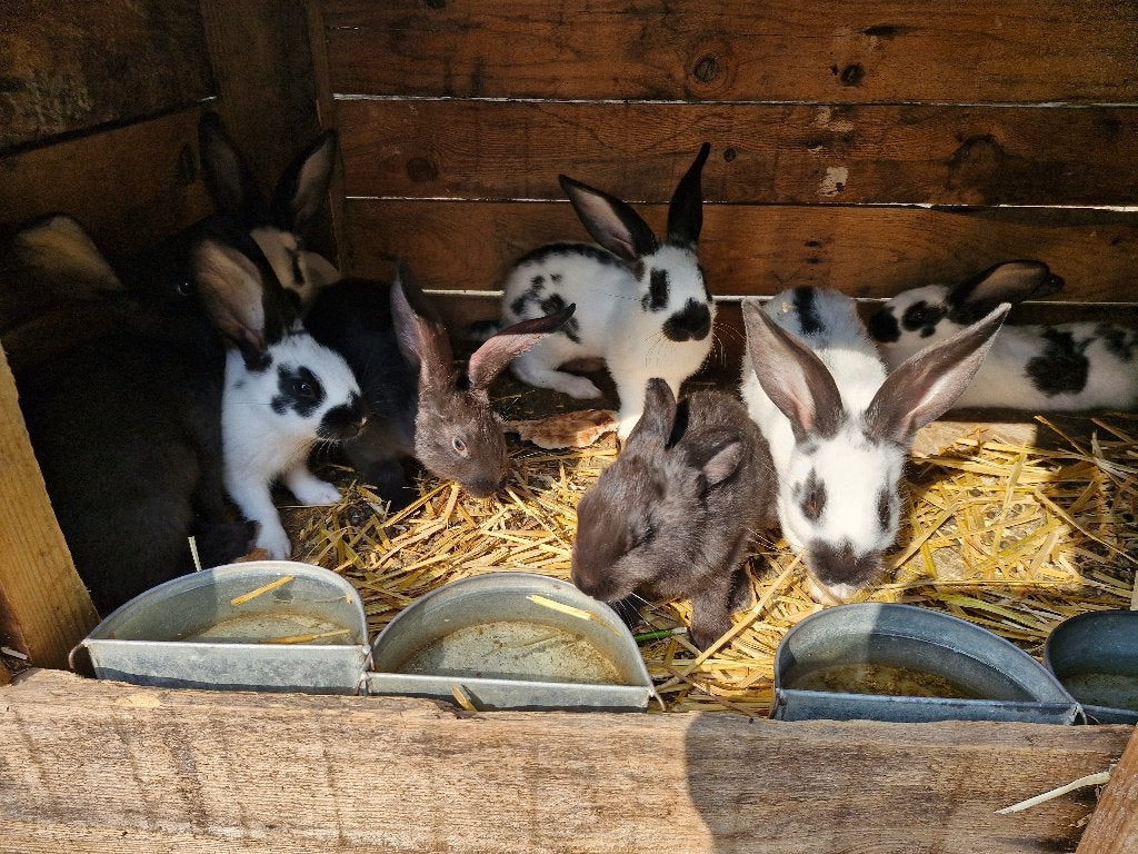 Mooie konijnen jongen, Dieren en Toebehoren, Konijnen, Geslacht onbekend, Groot, 0 tot 2 jaar
