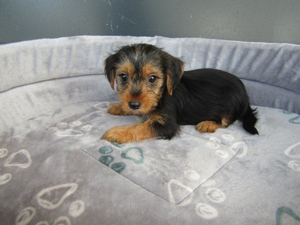 Nieuw nestje Yorkshire terriër, Dieren en Toebehoren, Honden | Jack Russells en Terriërs, Meerdere dieren, Yorkshire Terriër, Fokker | Professioneel