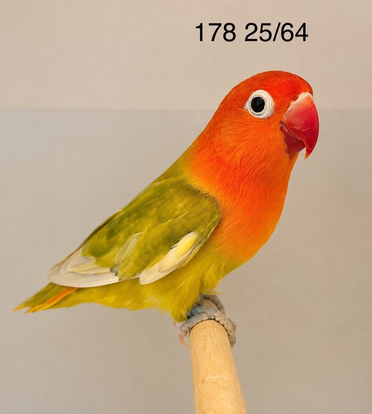 Fischeri opaline pastel, Vrouwelijk, Dwergpapegaai of Agapornis, Geringd