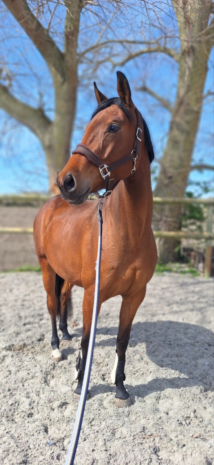 3 jaarse merrie, Dieren en Toebehoren, Paarden, Merrie, Zadelmak