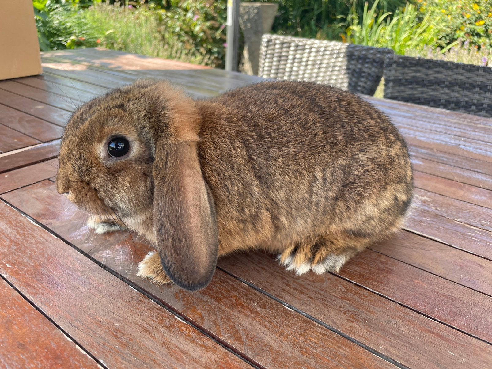 Minilop konijntje, Dieren en Toebehoren, Konijnen