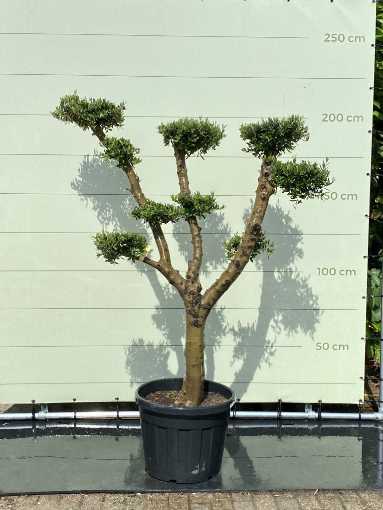 Olijfboom Pon-Pon - Olea Europea - stamomvang 30-40 cm, Tuin en Terras