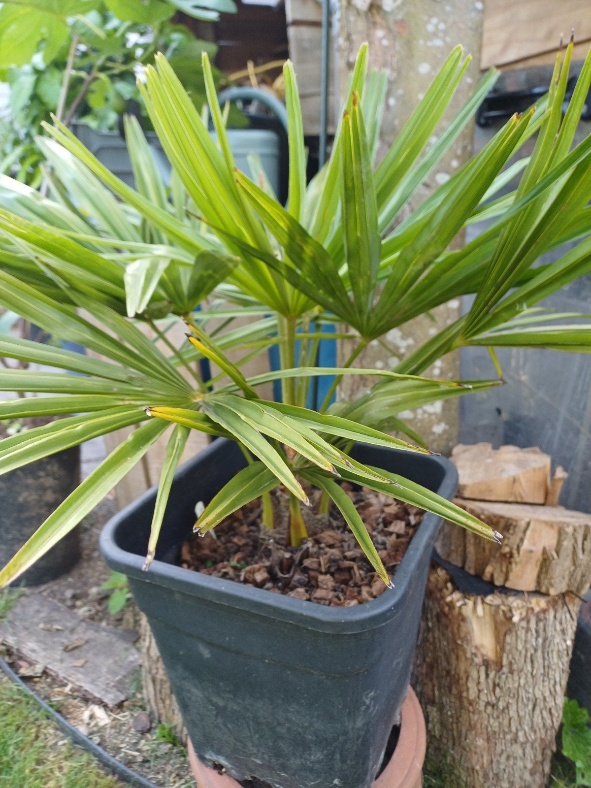 Chinese waierpalm, Tuin en Terras, Ophalen