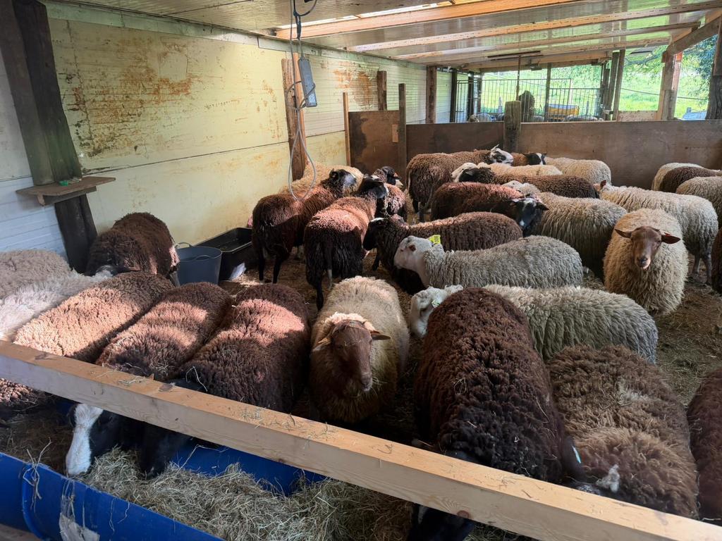 Schapen voor offerfeest, Dieren en Toebehoren, Schapen, Geiten en Varkens