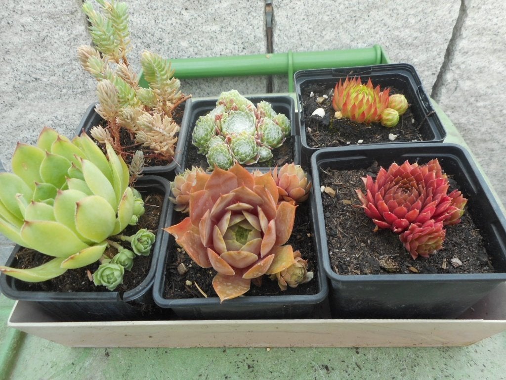 plantes, Jardin & Terrasse, Plantes | Jardin, Été, Pleine ombre, Plante fixe, Enlèvement ou Envoi