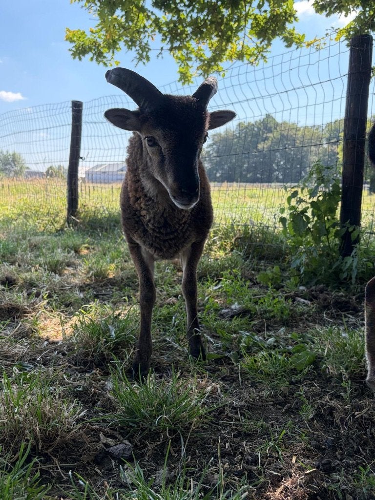 Soay Schaap Ram, Dieren en Toebehoren, Mannelijk, Schaap, 0 tot 2 jaar