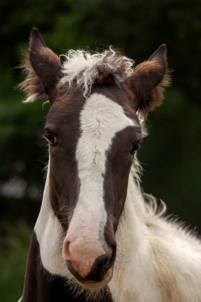 merrie veulen, Animaux & Accessoires, Chevaux, Vermifugé, Moins de 160 cm, 0 à 2 ans, Non dressé