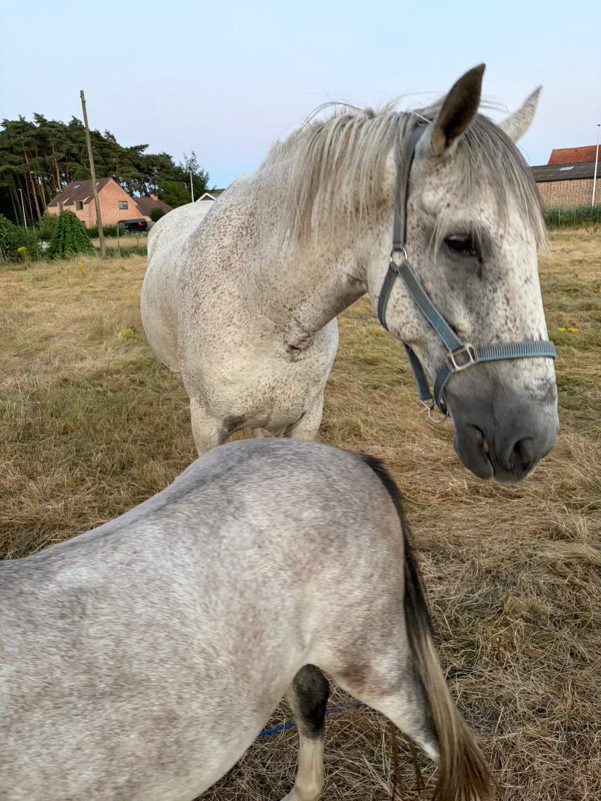 Spaans paar te koop, Gechipt, 175 cm of meer, Ruin, Zadelmak