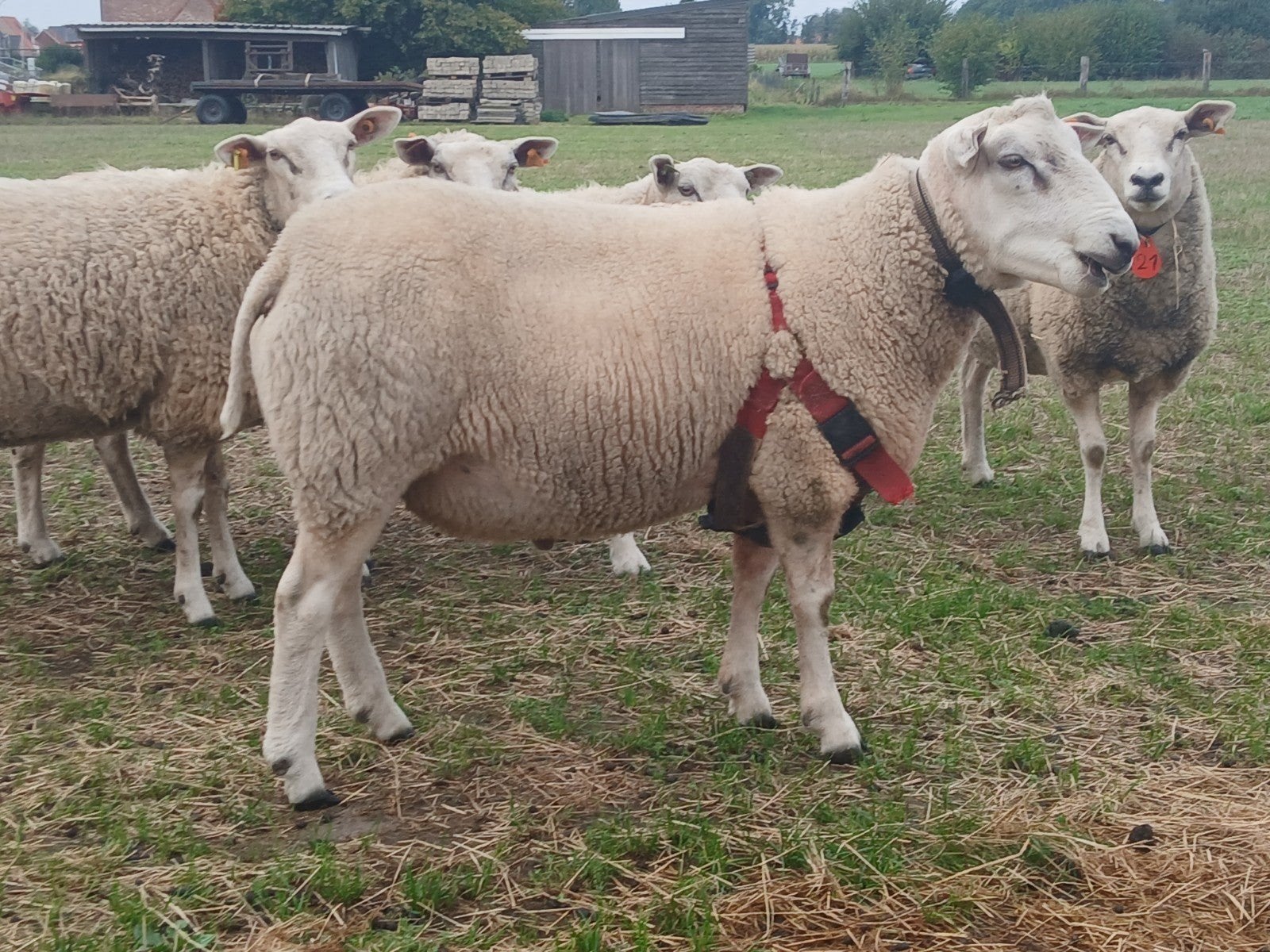 swifter stamboekram, Dieren en Toebehoren, Mannelijk, Schaap, 0 tot 2 jaar
