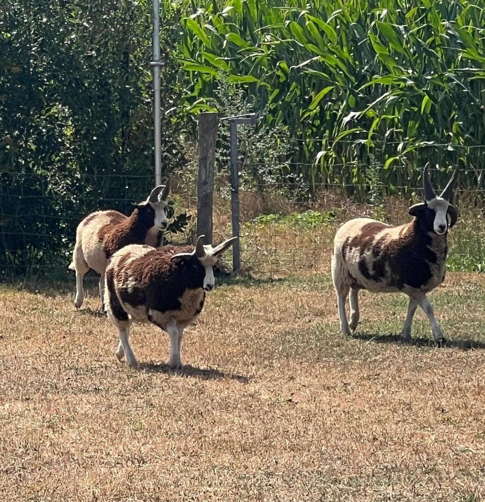 4 Jacobs rammen (geboren 2026), Dieren en Toebehoren, Mannelijk, Schaap, 0 tot 2 jaar