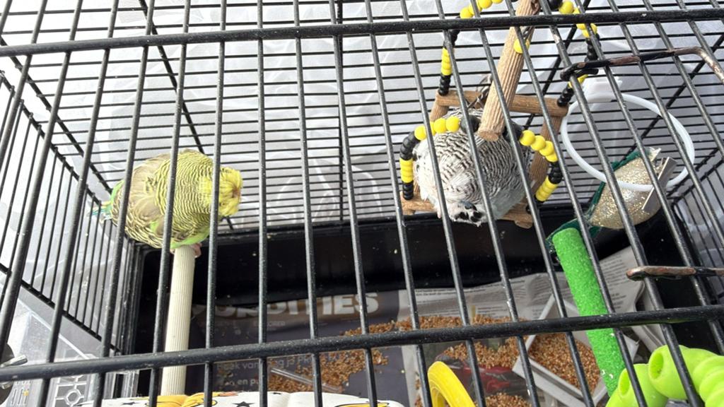 Engelse grasparkiet, Dieren en Toebehoren, Vogels | Kanaries, Geslacht onbekend