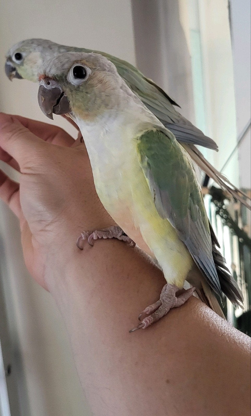 conure opamint male apprivoisé, Dieren en Toebehoren