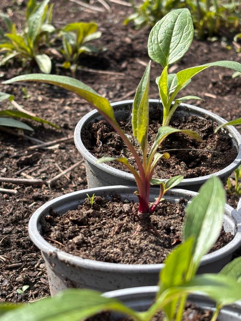 Echinacea plantjes in pot 10cm verschillende kleuren; 5st=€4, Tuin en Terras, Ophalen