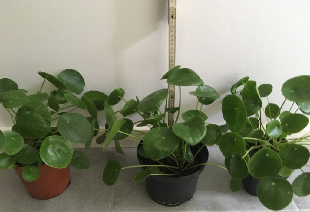 groene plantjes kamerplant voor terrarium - terraria, Enlèvement, Neuf, Branche, Plante, Roche ou Pierre