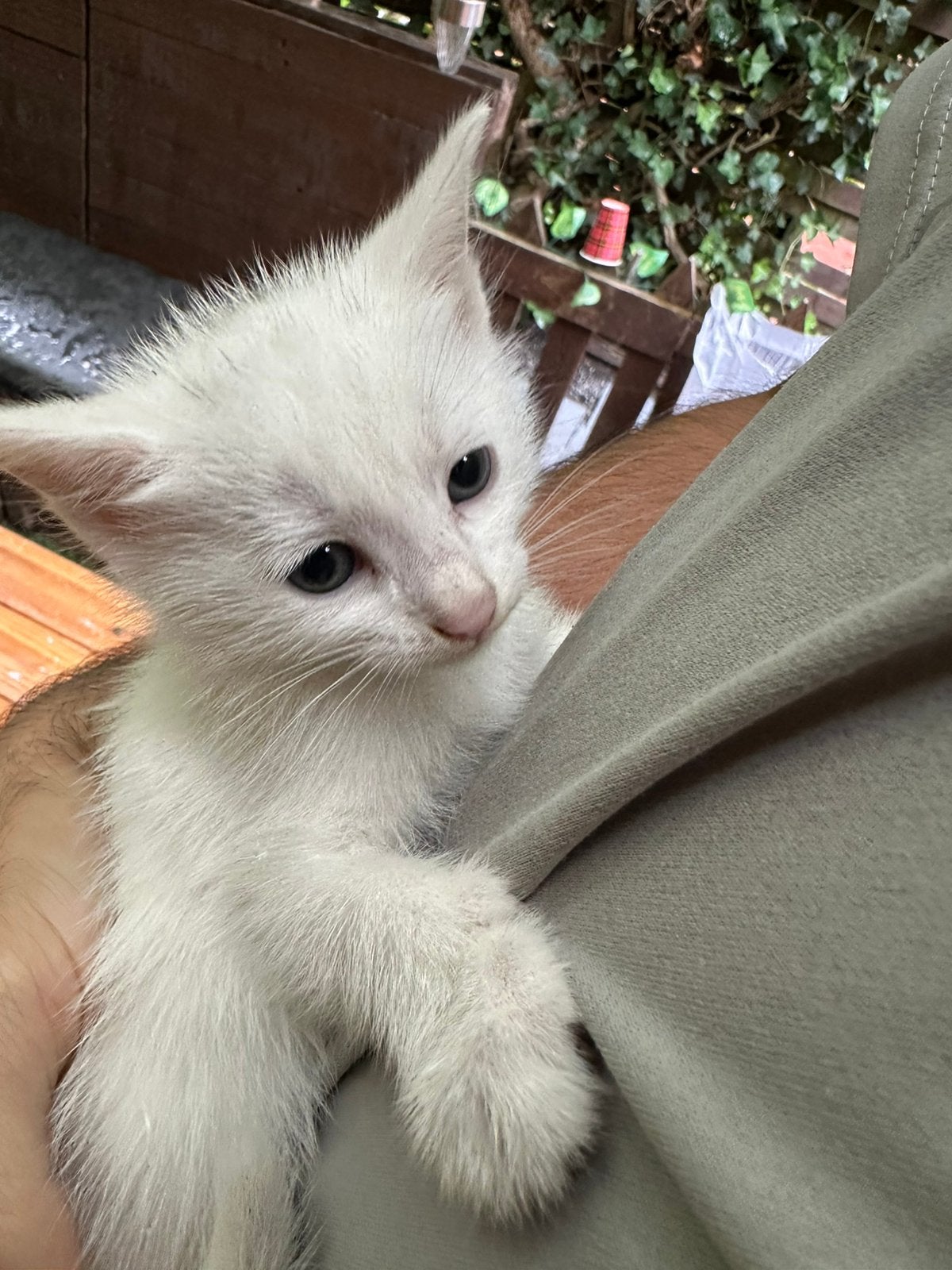 Kitten, Poes, 0 tot 2 jaar