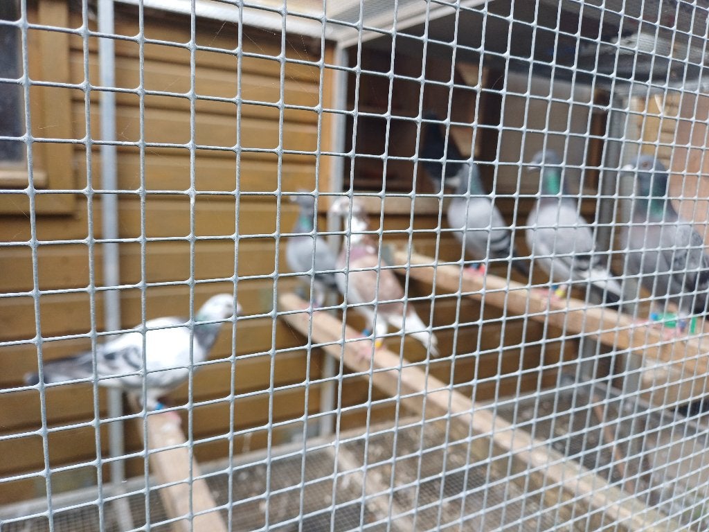 Gratis kerngezonde gereisde reisduiven, Animaux & Accessoires, Oiseaux | Pigeons