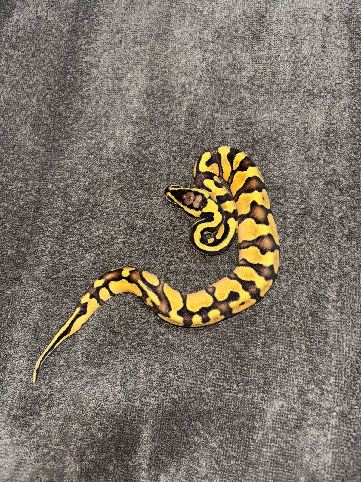 Python regius Ball Python - unknown for sale from Dan