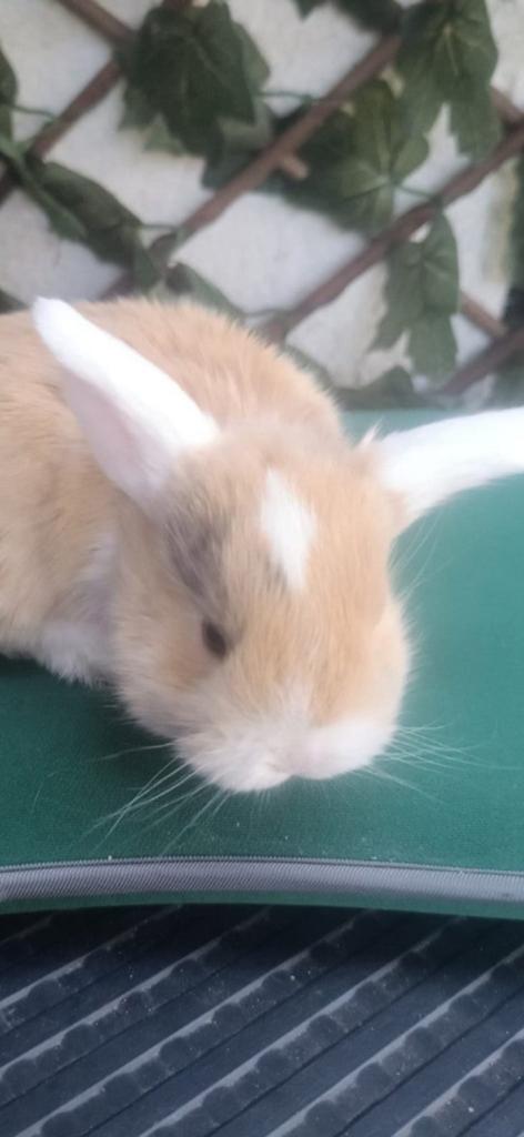 Lapins  Beaux et de Race