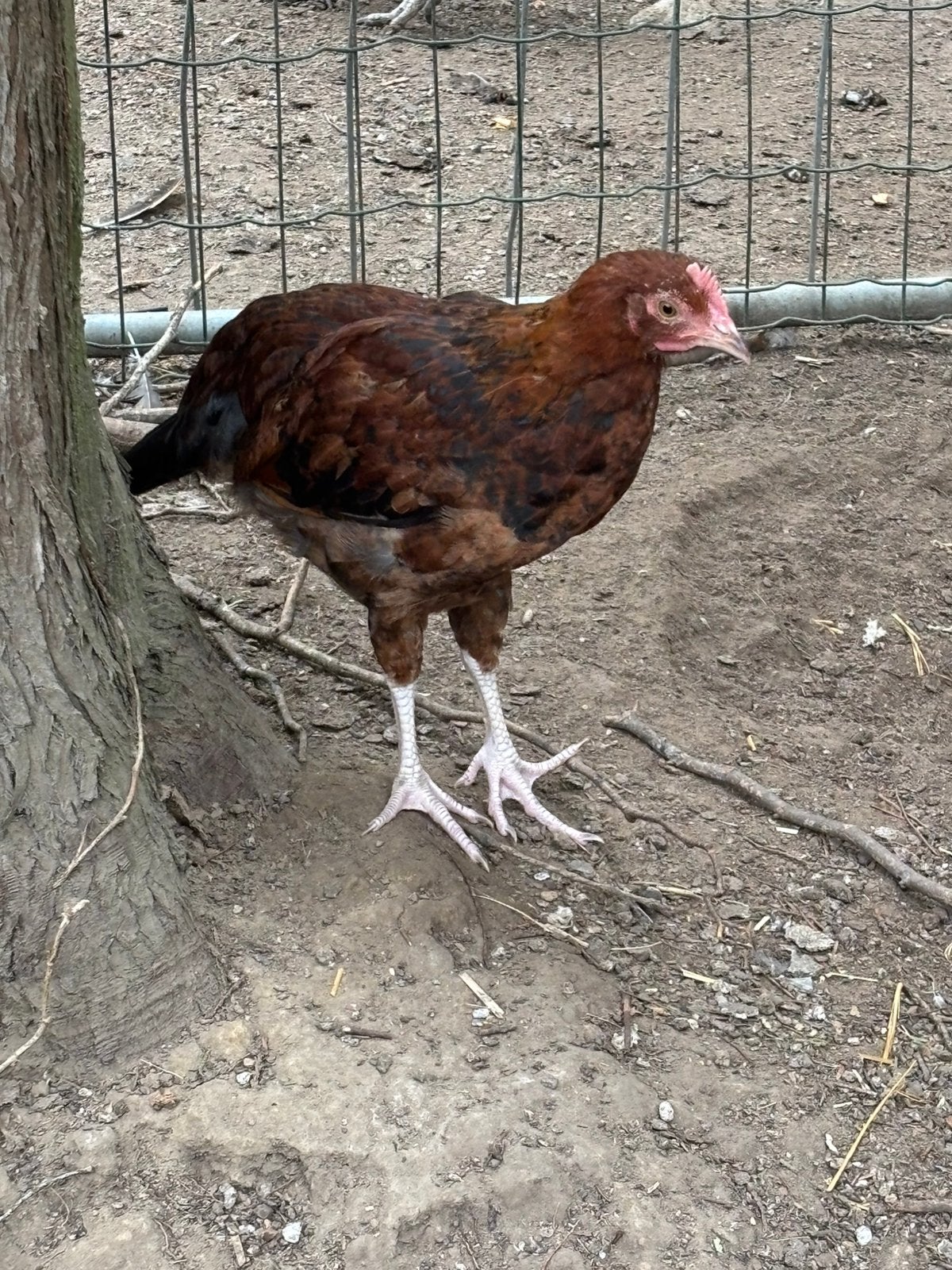 Gratis haantje, Dieren en Toebehoren, Pluimvee, Mannelijk, Kip