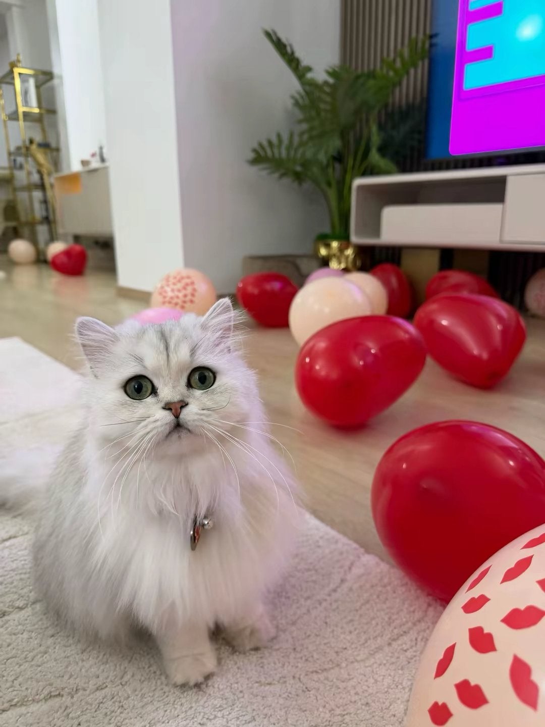 Femelle Persan Chinchilla adulte famille sérieuse uniquement, Chat, Avec puce électronique, 0 à 2 ans