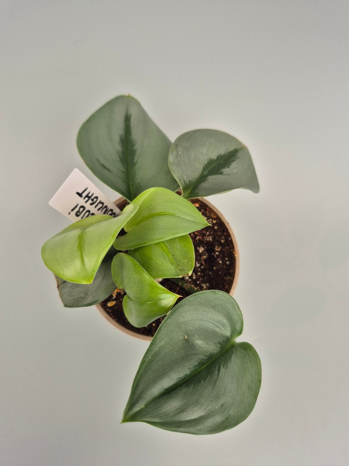Scindapsus moonshine, Huis en Inrichting, Kamerplanten, Ophalen of Verzenden