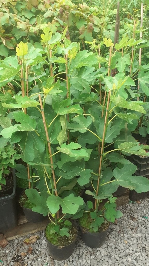 VIJGENPLANTEN "LITTLE MISS FIGGY", in pot, 60-70 cm, 15€/st., Volle zon, Vaste plant, Ophalen of Verzenden, Fruitplanten