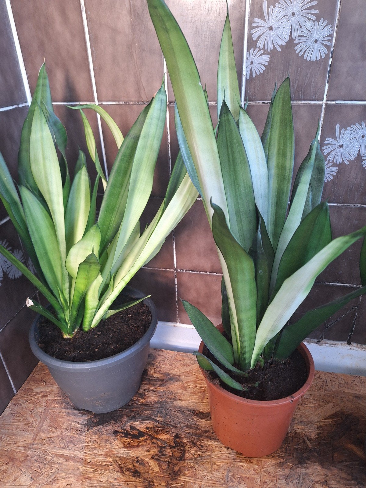 Sanseveria, Enlèvement