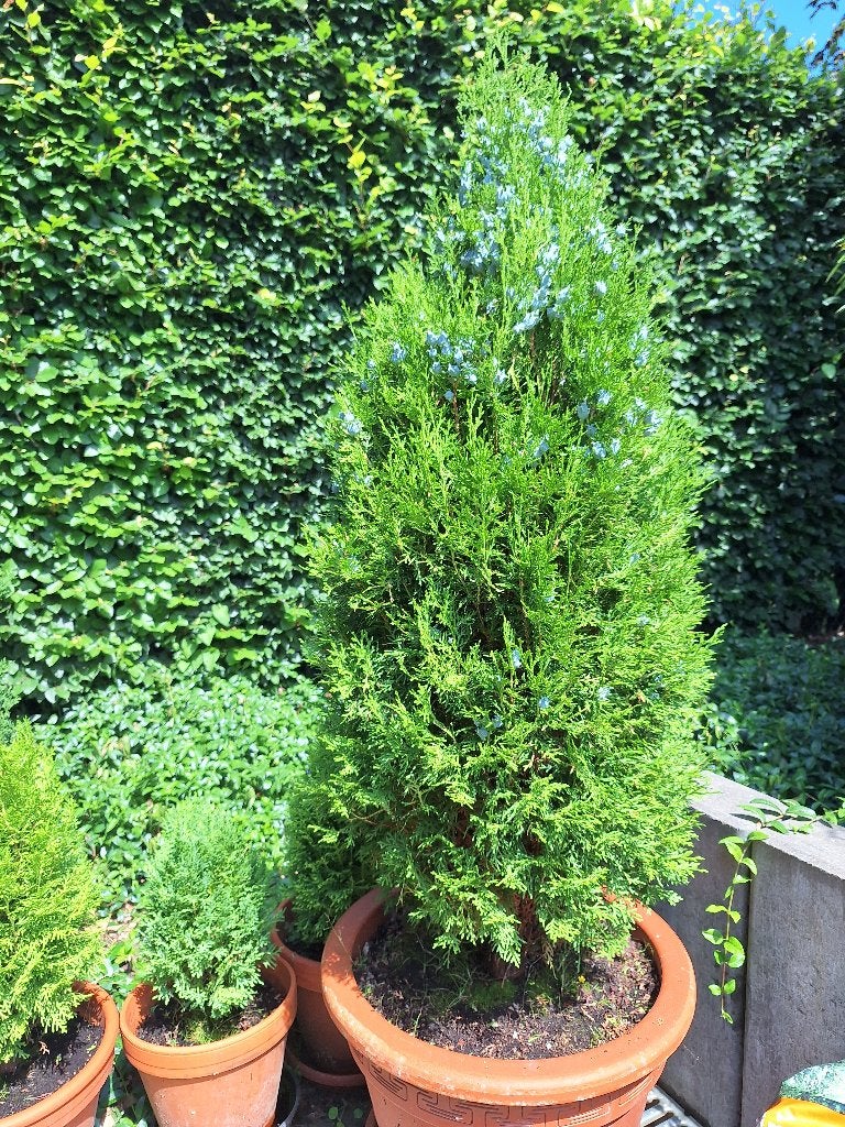 Oosterse levensboom, Volle zon, Vaste plant, Bloeit niet, Ophalen
