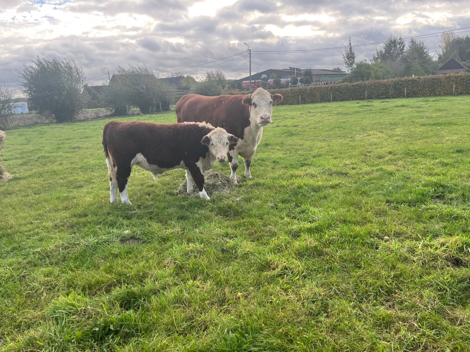 Zeer mooi Hereford stiertje.