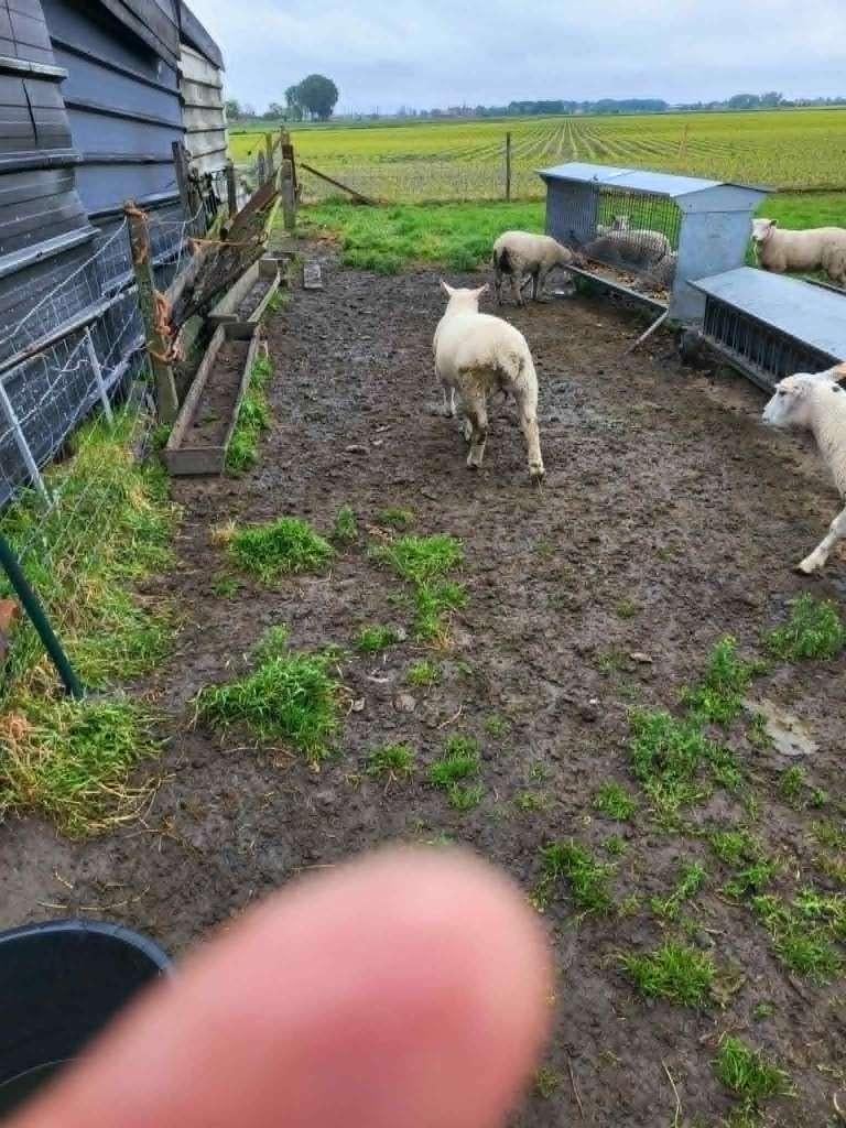 Ram, Dieren en Toebehoren, Januari