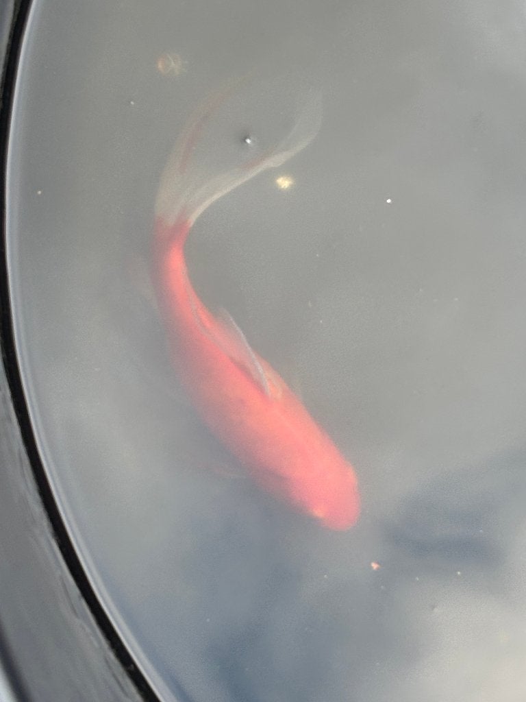 mooie sluierstaart van 19cm, Dieren en Toebehoren, Goudvis(sen)