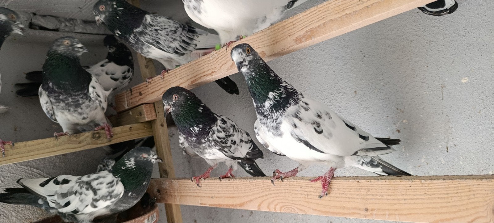 Piegeons pakistanais 10
euros la pièce 0032493816959, Animaux & Accessoires