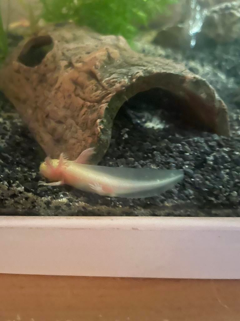 Axelotl 6 maand, Dieren en Toebehoren, Reptielen en Amfibieën