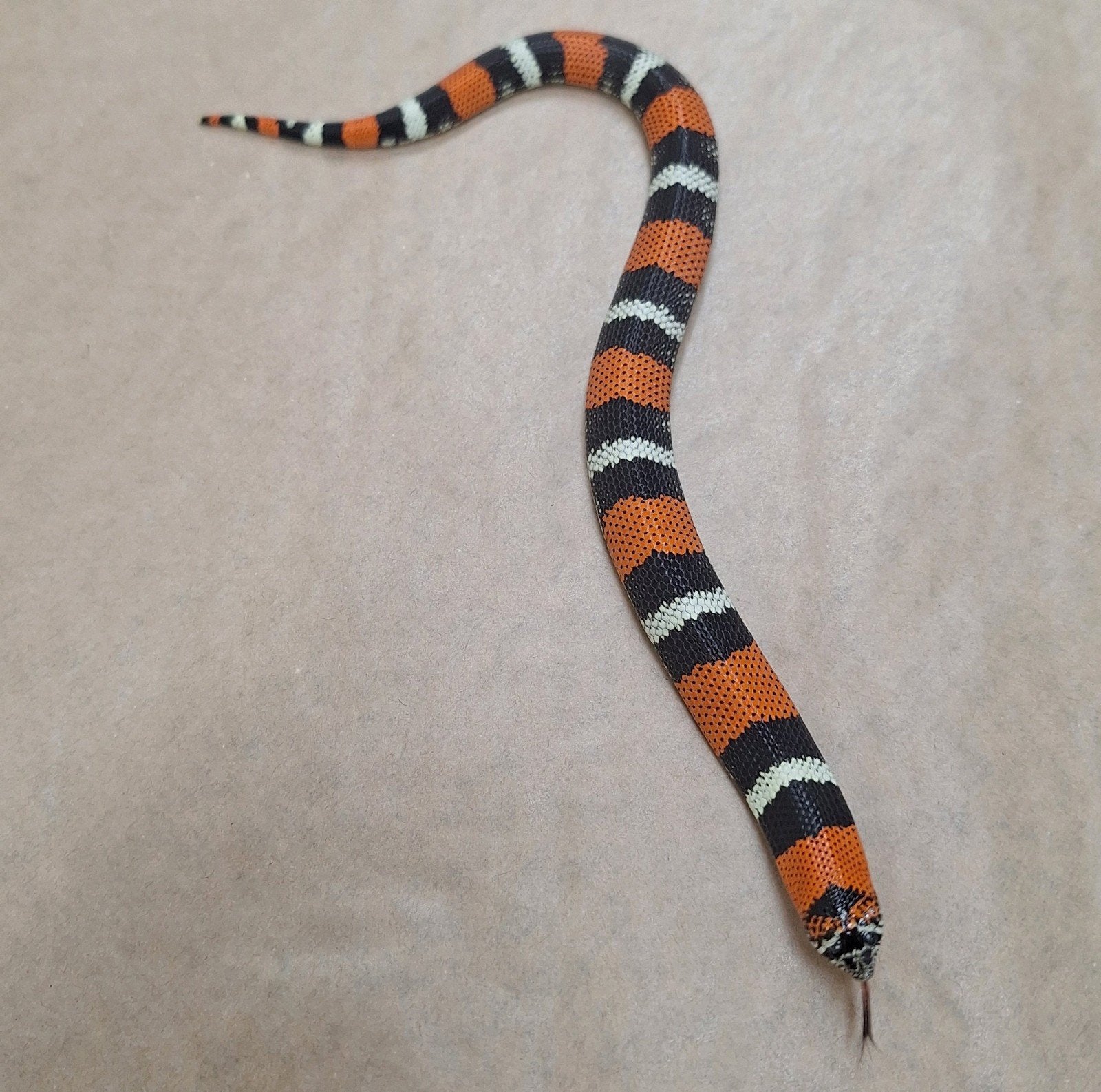 Xénodon pulcher, serpent tricolore à nez crochu, Serpent