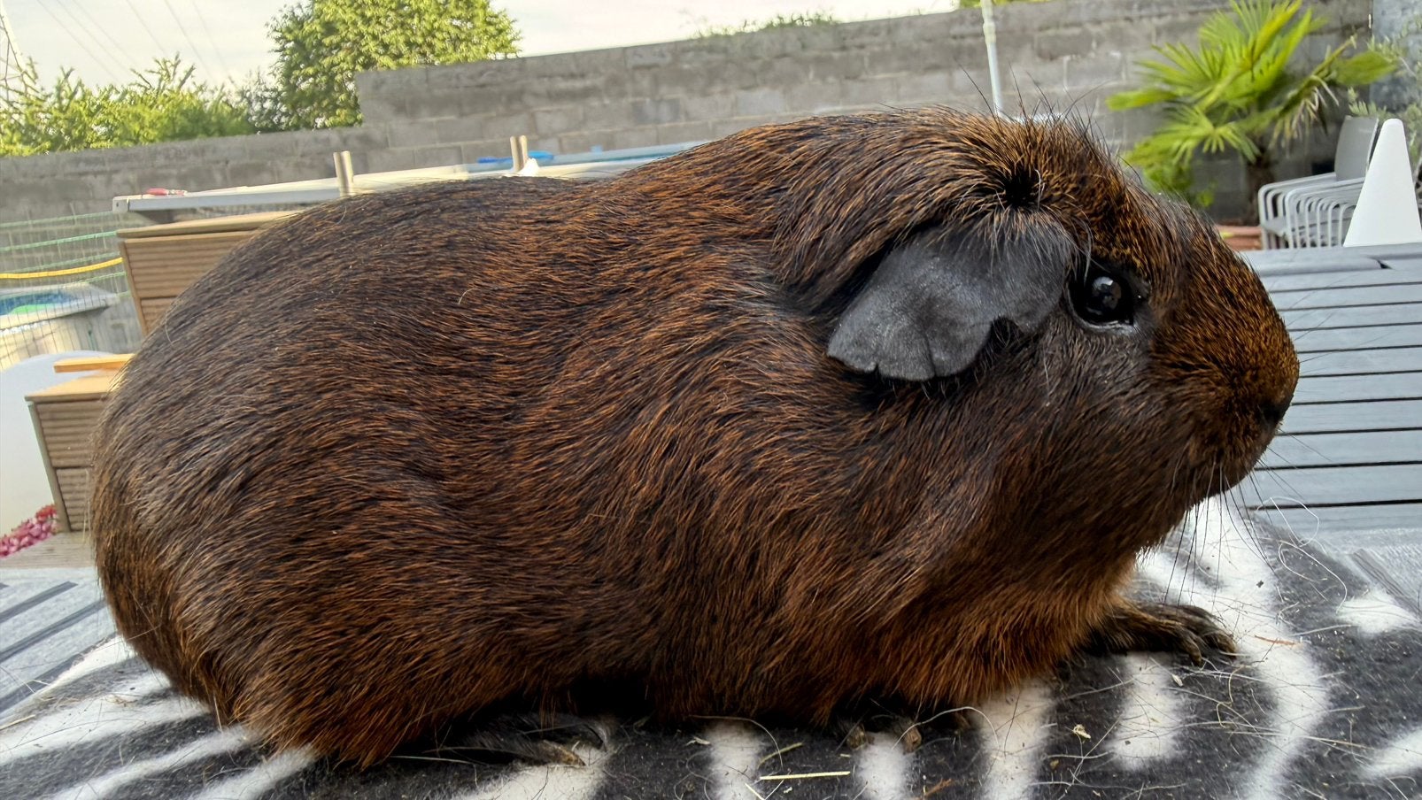 Cavia, cobaye Mâle poil lisse agouti doré, Animaux & Accessoires, Enlèvement, Cobaye